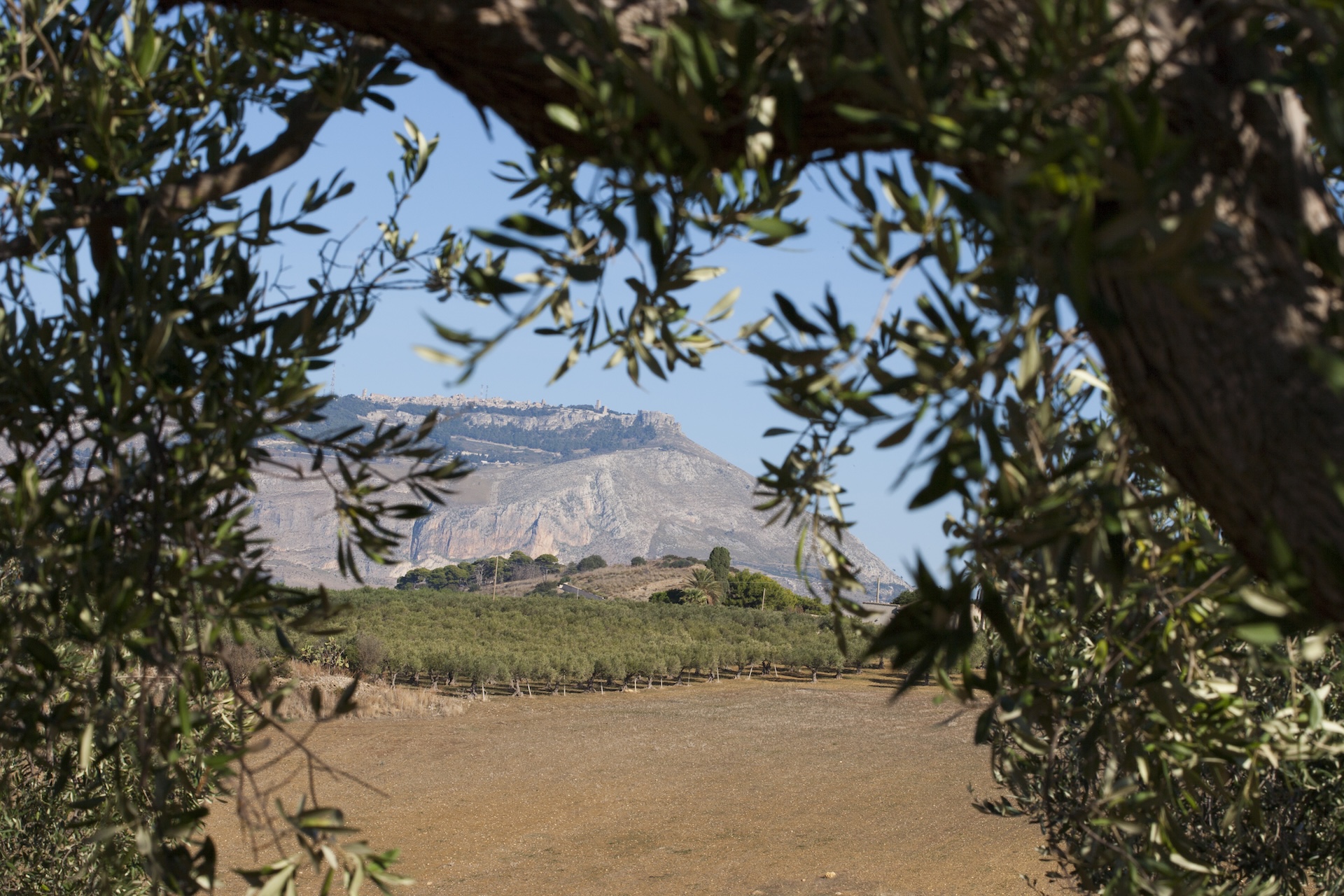 Vista di Erice dagli uliveti Di Caro